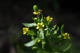 Attēlu rezultāti vaicājumam “Ranunculus sceleratus flower”