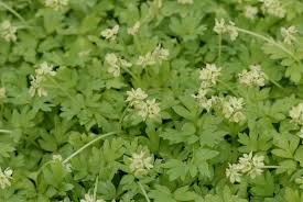 Attēlu rezultāti vaicājumam “Adoxa moschatellina”