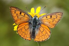 Attēlu rezultāti vaicājumam “Lycaena alciphron”