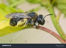 Attēlu rezultāti vaicājumam “Andrena haemorrhoa female”