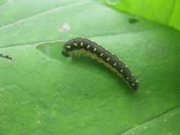 Attēlu rezultāti vaicājumam “Tenthredo mandibularis”