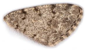 Attēlu rezultāti vaicājumam “Aethalura punctulata”