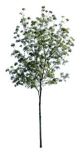 Attēlu rezultāti vaicājumam “Fraxinus excelsior”