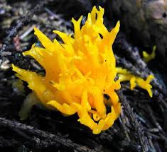 Attēlu rezultāti vaicājumam “Calocera viscosa”