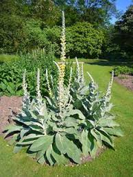 Attēlu rezultāti vaicājumam “Verbascum densiflorum bud”