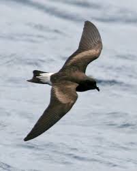 Image result for Oceanodroma castro