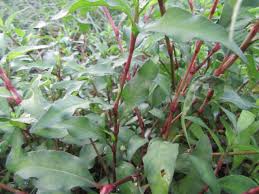 Attēlu rezultāti vaicājumam “Persicaria hydropiper”