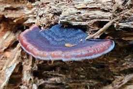 Attēlu rezultāti vaicājumam “Ischnoderma benzoinum”