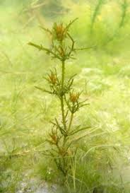 Attēlu rezultāti vaicājumam “Chara tomentosa”