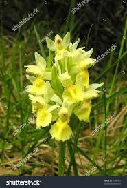 Attēlu rezultāti vaicājumam “Dactylorhiza ochroleuca flower”