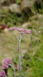 Attēlu rezultāti vaicājumam “Antennaria dioica”