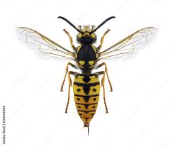 Attēlu rezultāti vaicājumam “Vespula germanica”