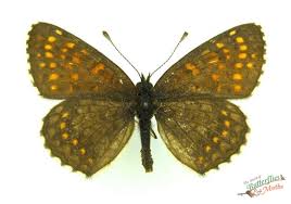 Attēlu rezultāti vaicājumam “Melitaea diamina underside”