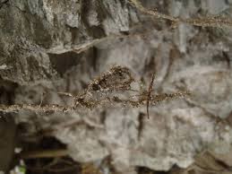 Attēlu rezultāti vaicājumam “Chaenotheca gracilenta”