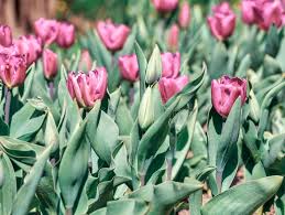 Attēlu rezultāti vaicājumam “Tulipa gesneriana flower”