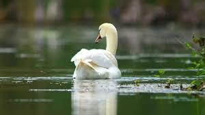 Attēlu rezultāti vaicājumam “Cygnus olor adult”