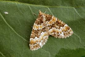 Attēlu rezultāti vaicājumam “Electrophaes corylata”