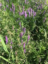 Attēlu rezultāti vaicājumam “Vicia cracca bud”