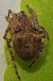 Attēlu rezultāti vaicājumam “Gibbaranea gibbosa”