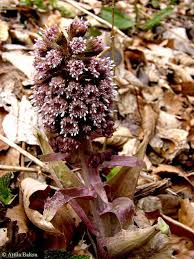 Image result for Petasites officinalis