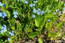 Image result for Omphalodes verna