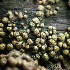 Attēlu rezultāti vaicājumam “Hypocrea gelatinosa”