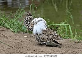 Attēlu rezultāti vaicājumam “Philomachus pugnax”