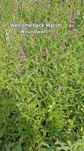Attēlu rezultāti vaicājumam “Stachys palustris flower”