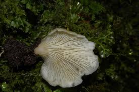 Attēlu rezultāti vaicājumam “Crepidotus applanatus”