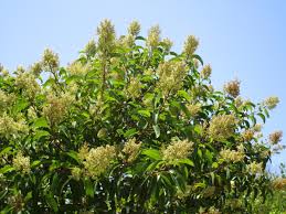 Attēlu rezultāti vaicājumam “Laurilia sulcata”