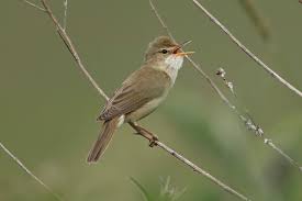 Attēlu rezultāti vaicājumam “Acrocephalus dumetorum”