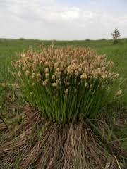 Attēlu rezultāti vaicājumam “Carex cespitosa flower”