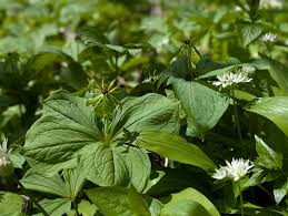 Attēlu rezultāti vaicājumam “Paris quadrifolia flower”
