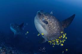 Image result for Mola alexandrini