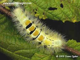 Attēlu rezultāti vaicājumam “Calliteara pudibunda larva”