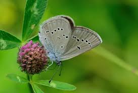 Attēlu rezultāti vaicājumam “Cyaniris semiargus male”