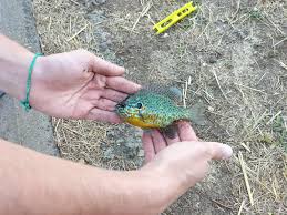 Image result for Lepomis gibbosus
