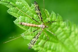 Attēlu rezultāti vaicājumam “Epiphragma ocellare”