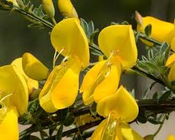 Image result for Cytisus scoparius