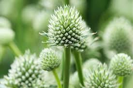 Image result for Edeldistel