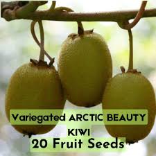 Attēlu rezultāti vaicājumam “Actinidia kolomikta fruit”