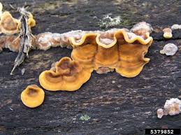 Attēlu rezultāti vaicājumam “Stereum hirsutum”