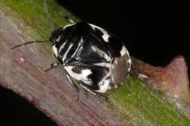 Attēlu rezultāti vaicājumam “Tritomegas bicolor”