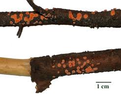 Attēlu rezultāti vaicājumam “Aleurodiscus amorphus”