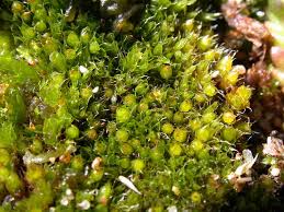 Attēlu rezultāti vaicājumam “Acaulon muticum”