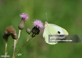Attēlu rezultāti vaicājumam “Pieris brassicae”