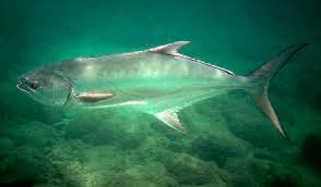 Image result for Lichia amia