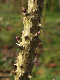 Attēlu rezultāti vaicājumam “Kalopanax septemlobus”