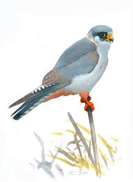 Attēlu rezultāti vaicājumam “Falco vespertinus adult”