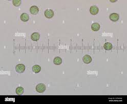 Attēlu rezultāti vaicājumam “Reticularia jurana”